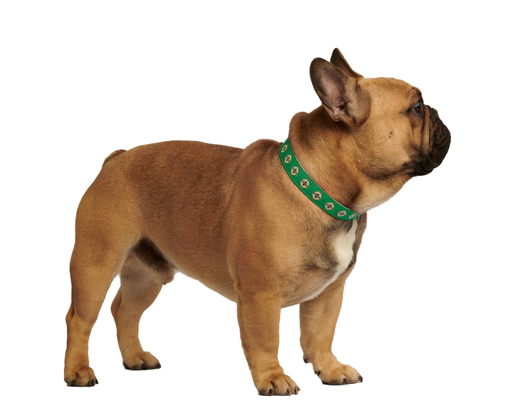 Urban Pup collar.JPG